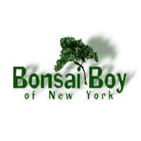 Bonsai Boy Of New York