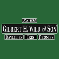 Gilbert H Wild