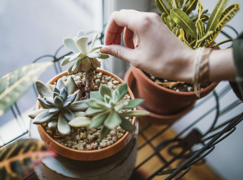 succulents box