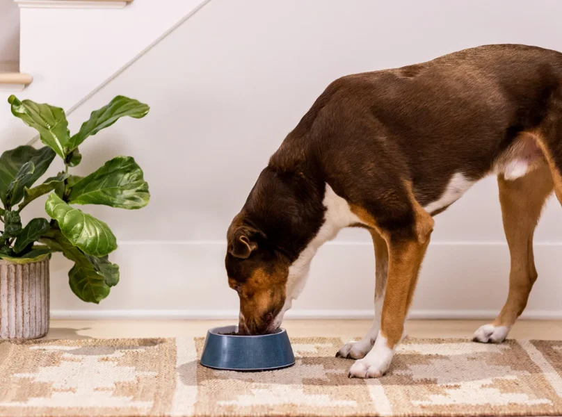 open farms dog food