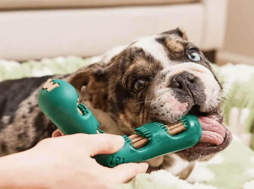 woof bite n btush